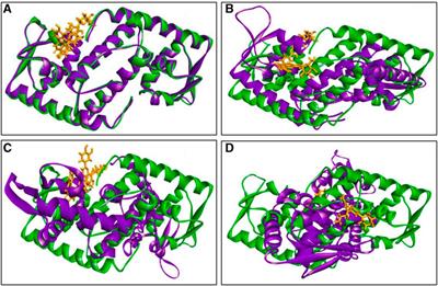 Mechanistic insight of Staphylococcus aureus associated skin cancer in humans by Santalum album derived phytochemicals: an extensive computational and experimental approaches